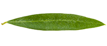 hoja de olivo de Jaén - aceite de oliva