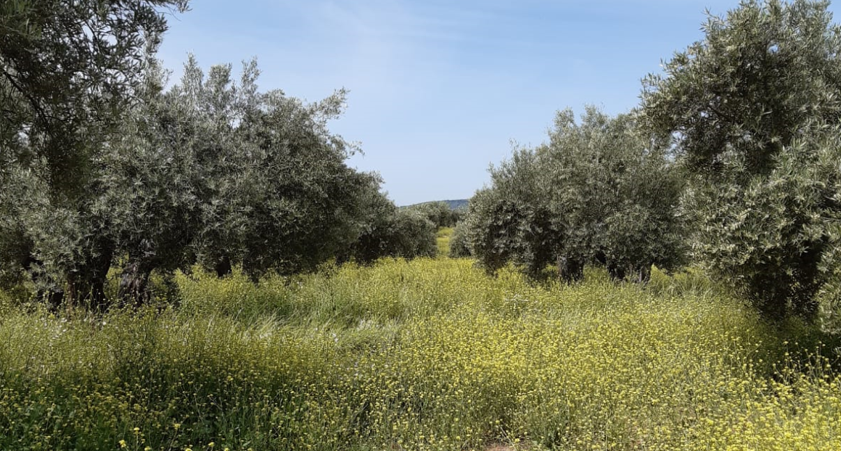 produccion integrada del olivar en Jaen