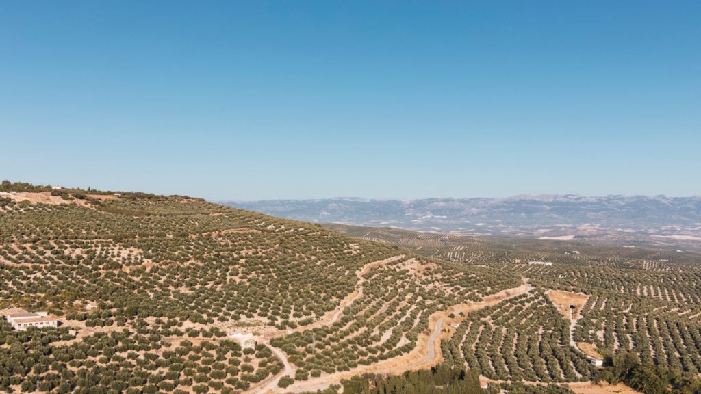 Aceite de Oliva Virgen Extra D.O. Sierra de Segura